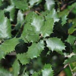 Πουρνάρι ή Πρίνος (Δρυς η κοκκοφόρος-Quercus coccifera)
