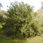 Πουρνάρι ή Πρίνος (Δρυς η κοκκοφόρος-Quercus coccifera)