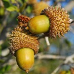 Πουρνάρι ή Πρίνος (Δρυς η κοκκοφόρος-Quercus coccifera)
