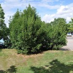 Πουρνάρι ή Πρίνος (Δρυς η κοκκοφόρος-Quercus coccifera)