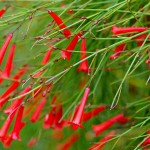 Κοράλι ή Ρουσέλια (Russelia equisetiformis) Θάμνος Κοράλι ή Ρουσσέλια (Russelia equisetiformis) | Ανθοφόροι Θάμνοι