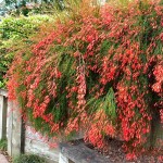 Κοράλι ή Ρουσέλια (Russelia equisetiformis) Θάμνος Κοράλι ή Ρουσσέλια (Russelia equisetiformis) | Ανθοφόροι Θάμνοι