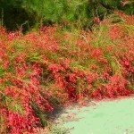 Κοράλι ή Ρουσέλια (Russelia equisetiformis) Θάμνος Κοράλι ή Ρουσσέλια (Russelia equisetiformis) | Ανθοφόροι Θάμνοι