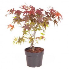 Ιαπωνικό Σφενδάμι Κόκκινο (Acer palmatum 'Atropurpureum')