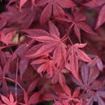 Japanese Maple 'Atropurpureum' (Acer palmatum 'Atropurpureum') Shrub | Deciduous Shrubs & Trees Japanese Maple Atropurpureum (Acer palmatum 'Atropurpureum')