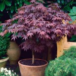 Japanese Maple 'Atropurpureum' (Acer palmatum 'Atropurpureum') Shrub | Deciduous Shrubs & Trees Japanese Maple Atropurpureum (Acer palmatum 'Atropurpureum')