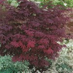 Japanese Maple 'Atropurpureum' (Acer palmatum 'Atropurpureum') Shrub | Deciduous Shrubs & Trees Japanese Maple Atropurpureum (Acer palmatum 'Atropurpureum')
