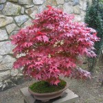 Japanese Maple 'Atropurpureum' (Acer palmatum 'Atropurpureum') Shrub | Deciduous Shrubs & Trees Japanese Maple Atropurpureum (Acer palmatum 'Atropurpureum')