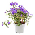 Μπλε Σολάνο ή Σολάνουμ Ραντονέτι (Lycianthes rantonnetii - συν. Solanum rantonnetii) Θάμνος Μπλε Σολάνο ή Μπλε Σολάνουμ (Solanum rantonnetii) | Σολάνα