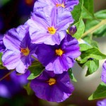 Μπλε Σολάνο ή Σολάνουμ Ραντονέτι (Lycianthes rantonnetii - συν. Solanum rantonnetii) Θάμνος Μπλε Σολάνο ή Μπλε Σολάνουμ (Solanum rantonnetii) | Σολάνα