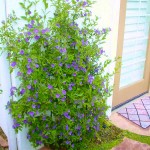 Μπλε Σολάνο ή Σολάνουμ Ραντονέτι (Lycianthes rantonnetii - συν. Solanum rantonnetii) Θάμνος Μπλε Σολάνο ή Μπλε Σολάνουμ (Solanum rantonnetii) | Σολάνα