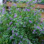 Μπλε Σολάνο ή Σολάνουμ Ραντονέτι (Lycianthes rantonnetii - συν. Solanum rantonnetii) Θάμνος Μπλε Σολάνο ή Μπλε Σολάνουμ (Solanum rantonnetii) | Σολάνα