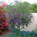 Μπλε Σολάνο ή Σολάνουμ Ραντονέτι (Lycianthes rantonnetii - συν. Solanum rantonnetii) Θάμνος Μπλε Σολάνο ή Μπλε Σολάνουμ (Solanum rantonnetii) | Σολάνα