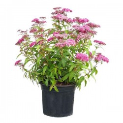 Σπειραία Ροζ (Spiraea japonica 'Anthony Waterer') Θάμνος - Ανθοφόροι Θάμνοι