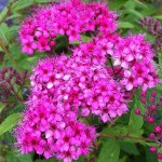 Σπειραία Ροζ (Spiraea japonica 'Anthony Waterer') Θάμνος - Ανθοφόροι Θάμνοι