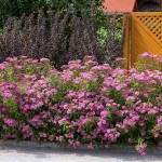 Σπειραία Ροζ (Spiraea japonica 'Anthony Waterer') Θάμνος - Ανθοφόροι Θάμνοι