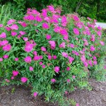 Σπειραία Ροζ (Spiraea japonica 'Anthony Waterer') Θάμνος - Ανθοφόροι Θάμνοι
