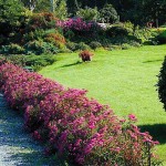 Σπειραία Ροζ (Spiraea japonica 'Anthony Waterer') Θάμνος - Ανθοφόροι Θάμνοι