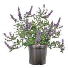 Λυγαριά (Vitex agnus-castus-Άγνος ο αγνός) Θάμνος - Ανθοφόροι Θάμνοι
