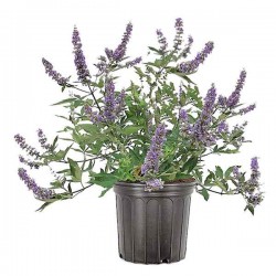 Λυγαριά (Vitex agnus-castus-Άγνος ο αγνός) Θάμνος - Ανθοφόροι Θάμνοι