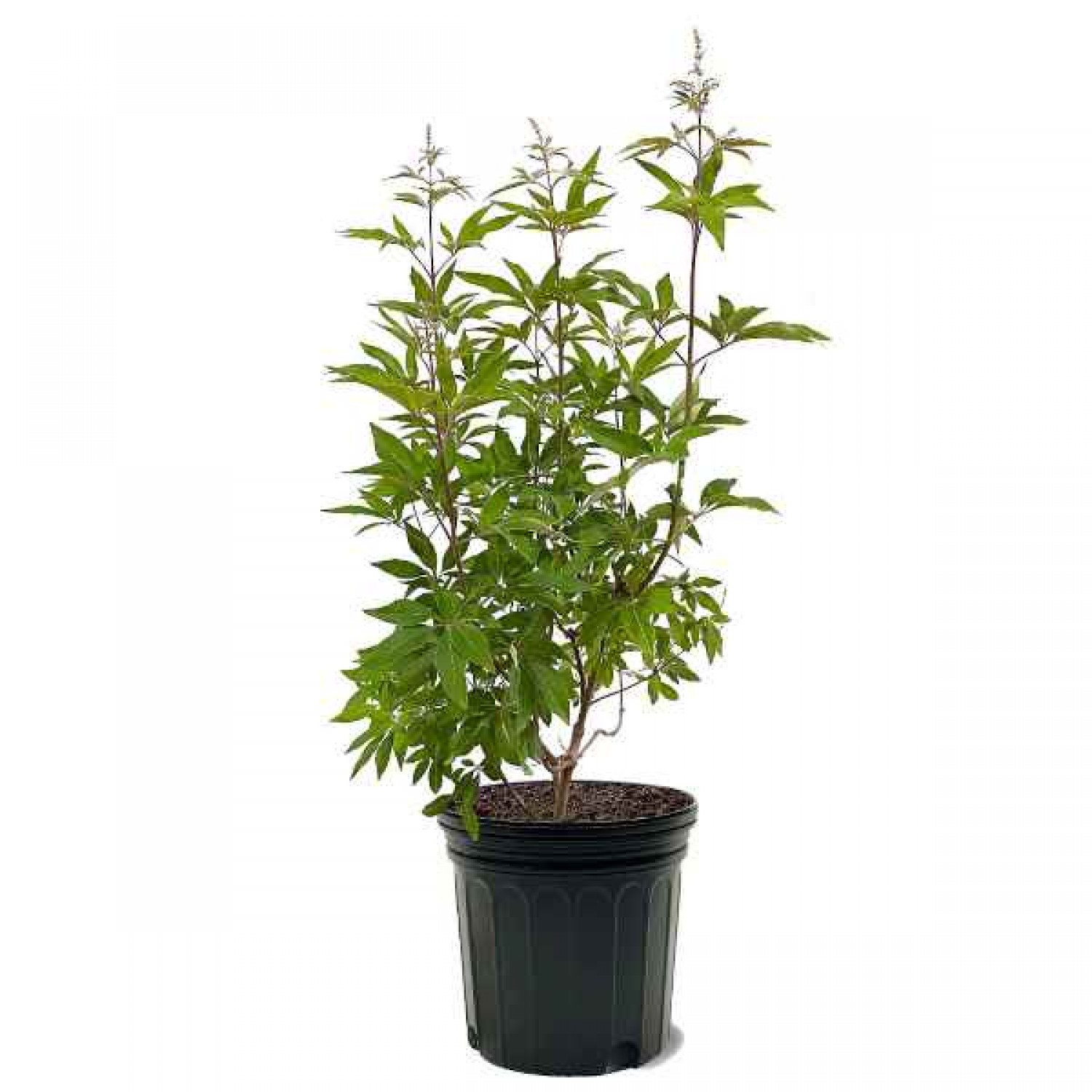 Λυγαριά Λευκή (Vitex agnus-castus 'Alba') Θάμνος - Ανθοφόροι Θάμνοι