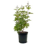 Λυγαριά Λευκή (Vitex agnus-castus 'Alba') Θάμνος - Ανθοφόροι Θάμνοι