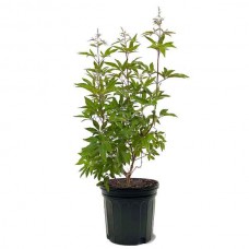 Alba Chastetree (Vitex agnus-castus 'Alba') Shrub - Flowering Shrubs