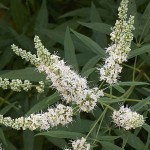 Λυγαριά Λευκή (Vitex agnus-castus 'Alba') Θάμνος - Ανθοφόροι Θάμνοι