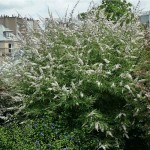 Λυγαριά Λευκή (Vitex agnus-castus 'Alba') Θάμνος - Ανθοφόροι Θάμνοι