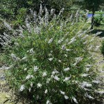 Λυγαριά Λευκή (Vitex agnus-castus 'Alba') Θάμνος - Ανθοφόροι Θάμνοι