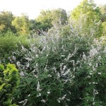 Λυγαριά Λευκή (Vitex agnus-castus 'Alba') Θάμνος - Ανθοφόροι Θάμνοι