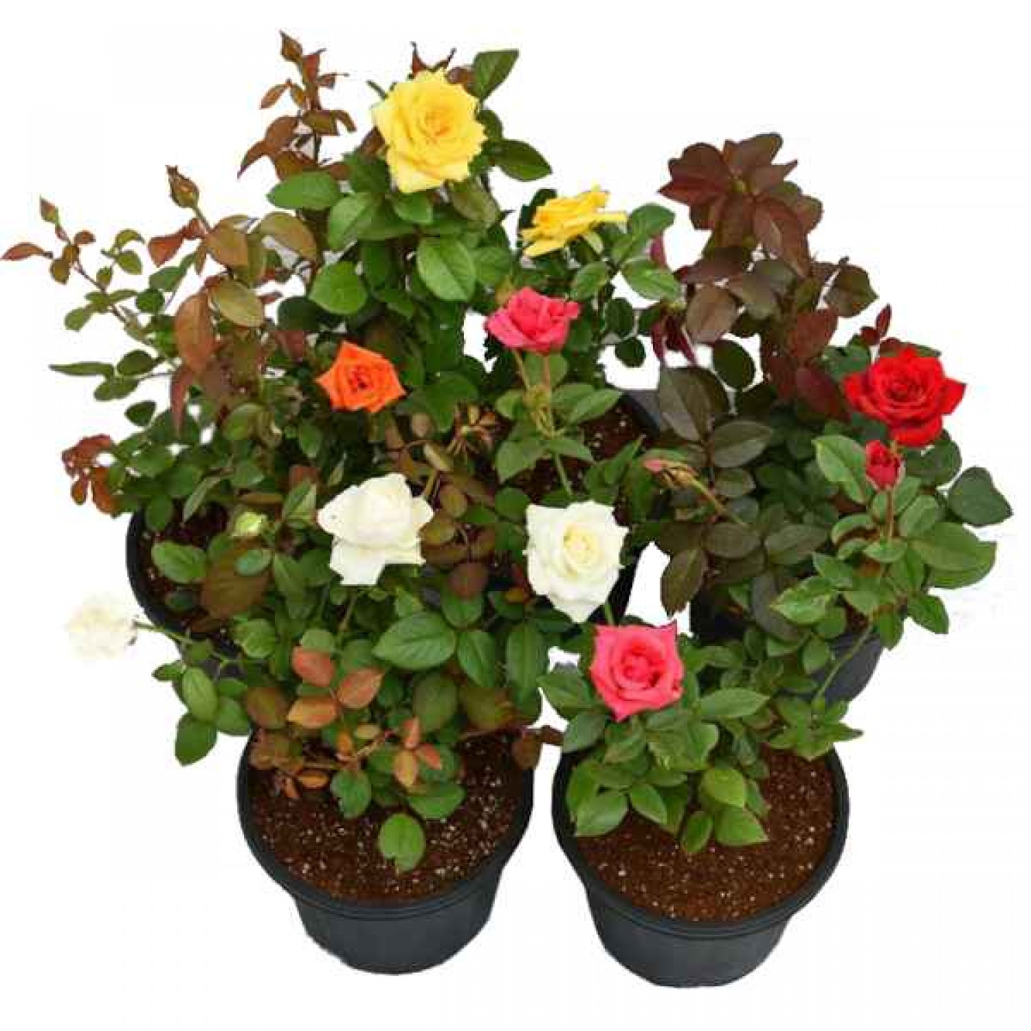 Τριανταφυλλιά Θάμνος (Rosa spp.) Φυτό σε Γλάστρα - Θαμνώδεις Τριανταφυλλιές