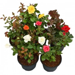 Τριανταφυλλιά Θάμνος (Rosa spp.) Φυτό σε Γλάστρα - Θαμνώδεις Τριανταφυλλιές