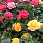 Τριανταφυλλιά Θάμνος (Rosa spp.) Φυτό σε Γλάστρα - Θαμνώδεις Τριανταφυλλιές