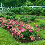 Τριανταφυλλιά Θάμνος (Rosa spp.) Φυτό σε Γλάστρα - Θαμνώδεις Τριανταφυλλιές