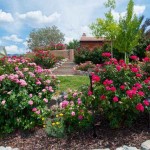 Τριανταφυλλιά Θάμνος (Rosa spp.) Φυτό σε Γλάστρα - Θαμνώδεις Τριανταφυλλιές
