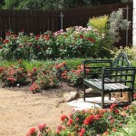 Τριανταφυλλιά Θάμνος (Rosa spp.) Φυτό σε Γλάστρα - Θαμνώδεις Τριανταφυλλιές
