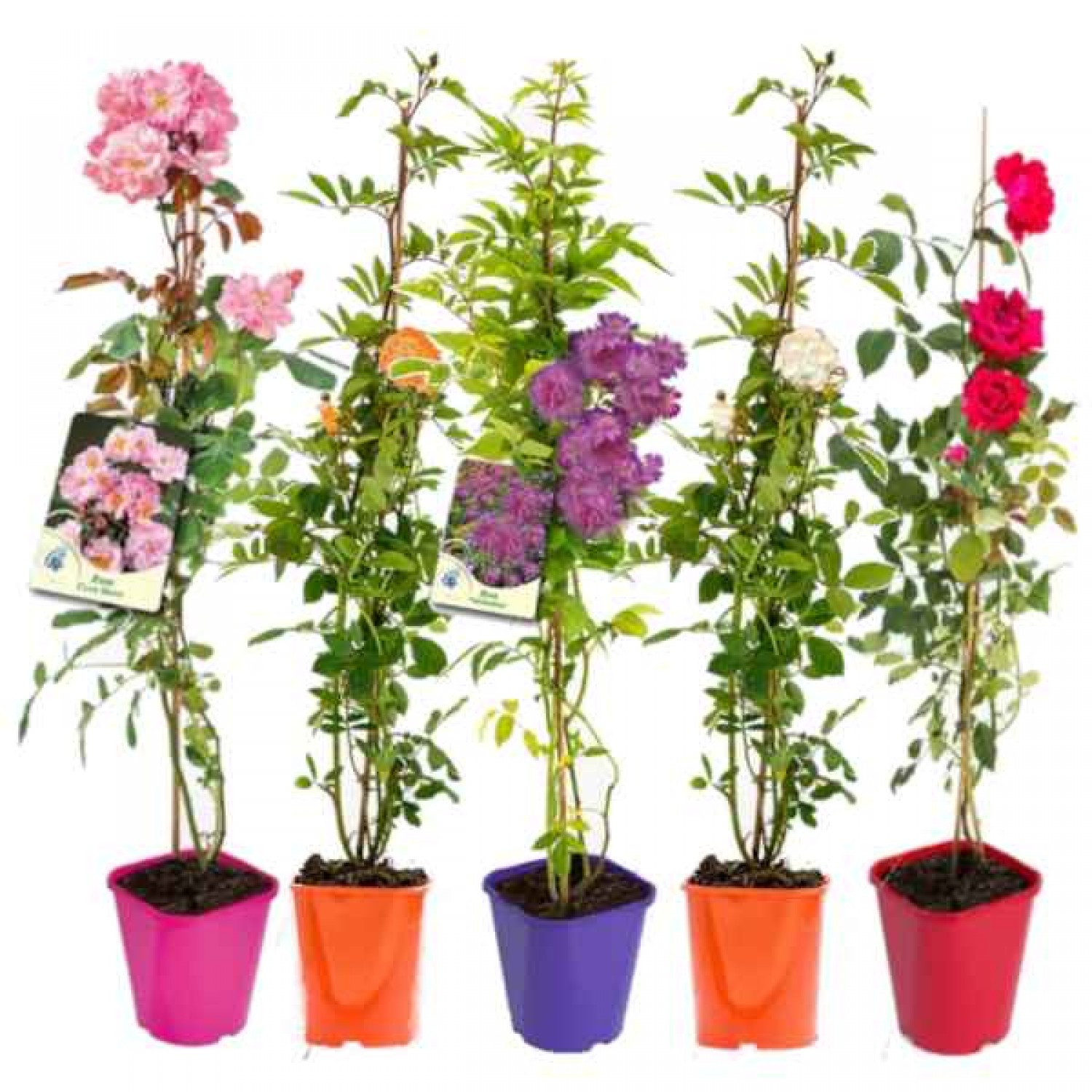 Τριανταφυλλιά Αναρριχώμενη (Rosa spp.) Φυτό σε Γλάστρα - Αναρριχώμενες Τριανταφυλλιές