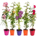 Τριανταφυλλιά Αναρριχώμενη (Rosa spp.) Φυτό σε Γλάστρα - Αναρριχώμενες Τριανταφυλλιές