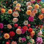Τριανταφυλλιά Αναρριχώμενη (Rosa spp.) Φυτό σε Γλάστρα - Αναρριχώμενες Τριανταφυλλιές