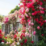 Τριανταφυλλιά Αναρριχώμενη (Rosa spp.) Φυτό σε Γλάστρα - Αναρριχώμενες Τριανταφυλλιές