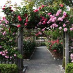 Τριανταφυλλιά Αναρριχώμενη (Rosa spp.) Φυτό σε Γλάστρα - Αναρριχώμενες Τριανταφυλλιές