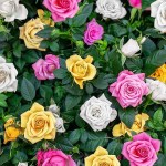 Rose Tree (Rosa spp.) Plant in Pot - Potted Rose Trees