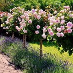 Rose Tree (Rosa spp.) Plant in Pot - Potted Rose Trees