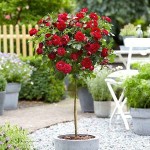 Rose Tree (Rosa spp.) Plant in Pot - Potted Rose Trees