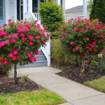 Rose Tree (Rosa spp.) Plant in Pot - Potted Rose Trees