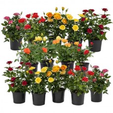 Τριανταφυλλιά Μίνι (Rosa spp.) Φυτό σε Γλάστρα - Τριανταφυλλιές Mini & Μινιατούρες