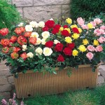 Τριανταφυλλιά Μίνι (Rosa spp.) Φυτό σε Γλάστρα - Τριανταφυλλιές Mini & Μινιατούρες