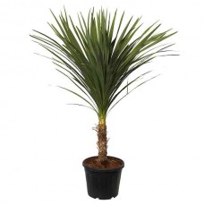 Δράκαινα ή Κορδελίνη Ιντίβιζα (Cordyline indivisa-συν. Dracaena indivisa) Φυτό - Τροπικά Καλλωπιστικά Φυτά