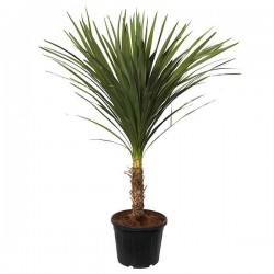 Δράκαινα ή Κορδελίνη Ιντίβιζα (Cordyline indivisa-συν. Dracaena indivisa) Φυτό - Τροπικά Καλλωπιστικά Φυτά